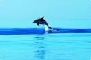 Хорватия: В Ровине предлагают фото-сафари к дельфинам