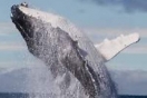 США: Посмотреть на китов можно будет уже на следующей неделе