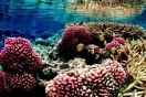 Испания: У берегов Таррагоны построят искусственные рифы