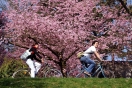 Праздник цветущей вишни - одно из самых живописных зрелищ в Испании